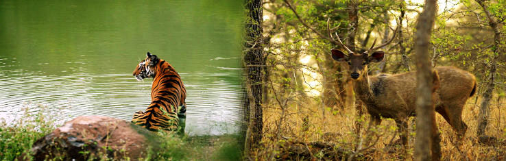 22- Panna National Park